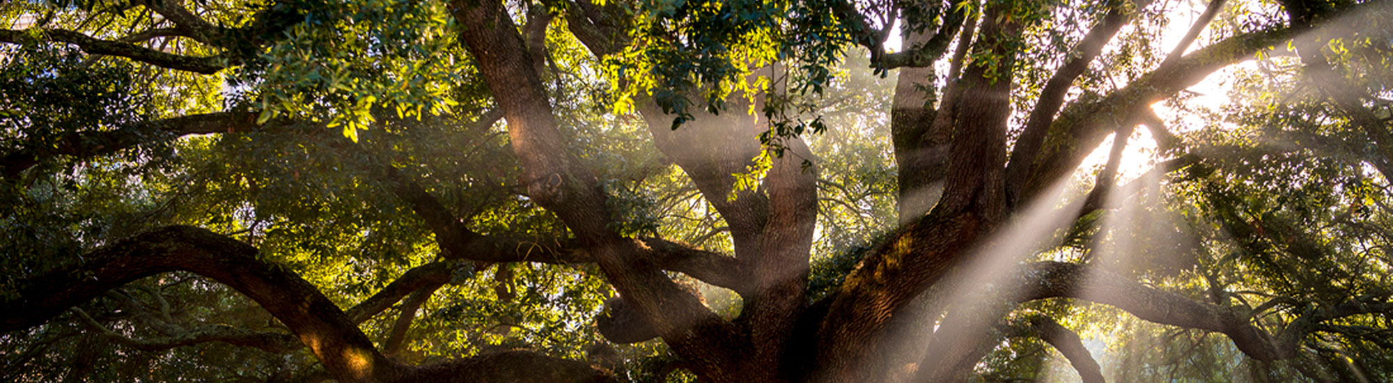 sunlight streams through oak tree