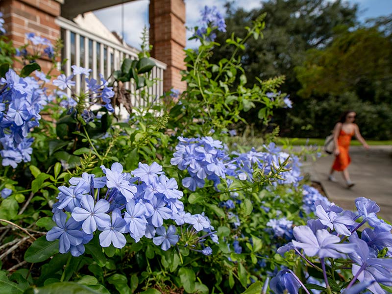 A photo of flowers on the uptown campus.